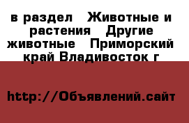  в раздел : Животные и растения » Другие животные . Приморский край,Владивосток г.